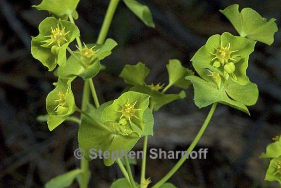 euphorbia crenulata 1 graphic